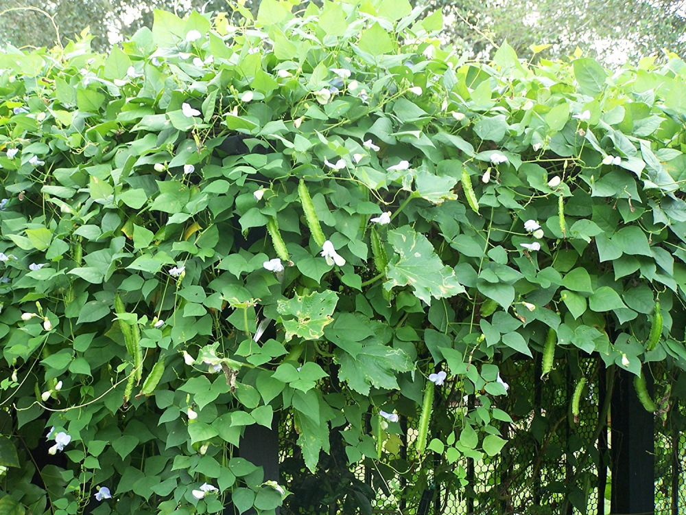 Rau răm, mồng tơi, rau dền Việt Nam bỗng đắt như vàng trên chợ Amazon